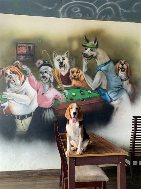 Cartoon Network Pets 的图像结果