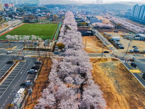 Cherry blossom branches draped over a pond surrounding Gyeonghoeru ...