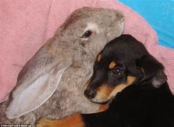 Image result for Cute Dogs and Bunnies Hugging