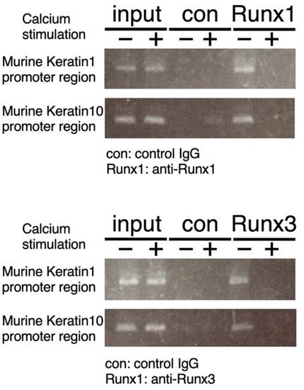 Transcription Factors Runx1 and Runx3 Suppress Keratin Expression in ...