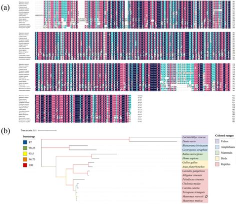 Cloning and Expression of Col10a1 Gene and Its Response to Wnt/TGF-β ...