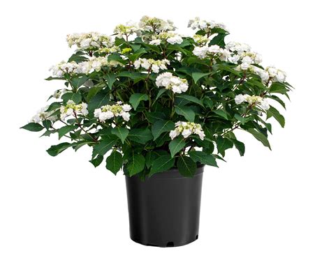 Dancing snow wedding gown hydrangea | Honestweddingadvice.com