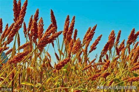 庄稼 的图像结果