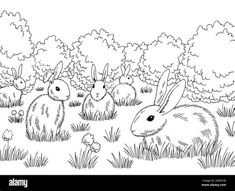 Rabbits in the meadow Black and White Stock Photos & Images - Alamy