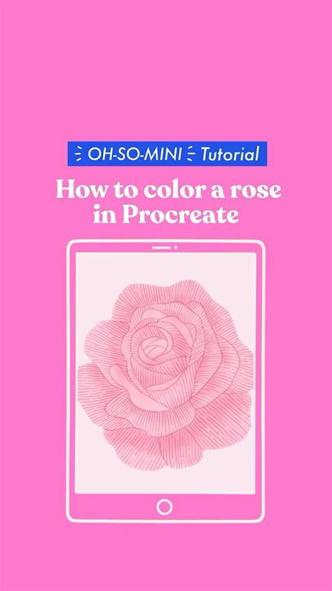 How To Draw Cabbage Rose