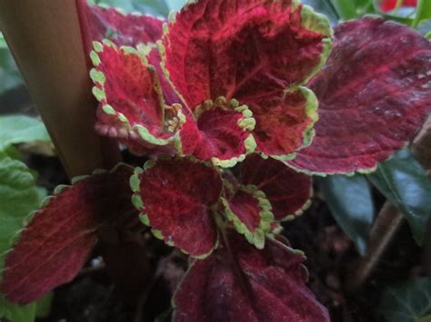 Coleus (Joseph's Coat) - Colorful Flowers for Your Garden