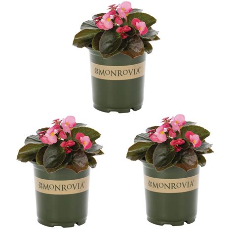 Pot Begonia Annuals at Lowes.com
