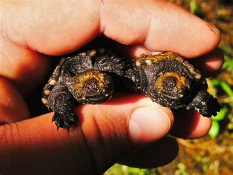 Snapping Turtle Age Chart 的图像结果