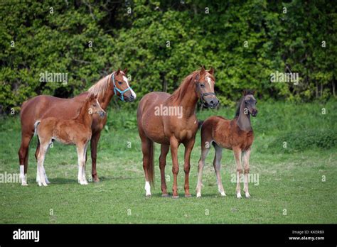 Integratore Turval 12 Horse Sport 1,25 Kg | Bioregolatore Intestinale Cavalli | Con Probiotici E Lieviti