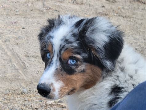 Hoot's Aussies in Nevada | Australian Shepherd puppies | Good Dog