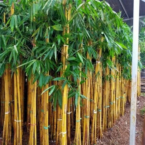 Jual BAMBU KUNING MINI/BAMBU KUNING PENANGKAL GAIB - Kuning panda, 1btg ...