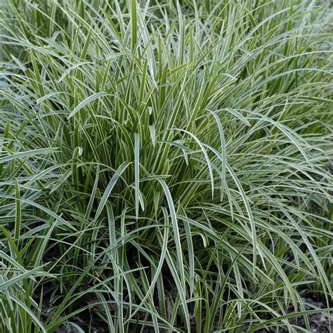 Carex marrowii 'Ice Dance' Variegated Sedge Shade Grass Hosta Companio ...