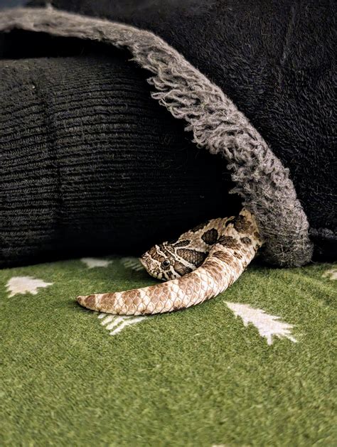 snakes in boots are overdone, snakes in slippers are the new wave : r/Sneks