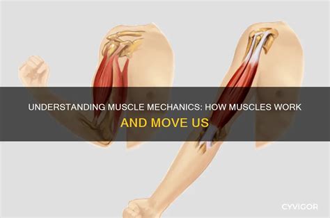 Image result for How Muscles Work Video