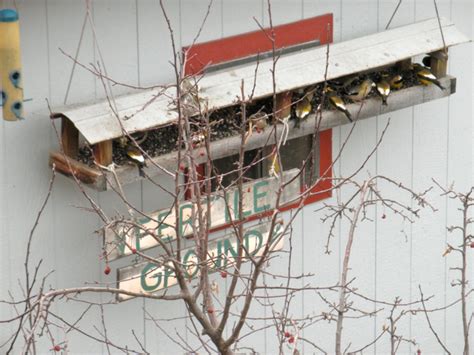 Image result for Box Elder Tree Syrup