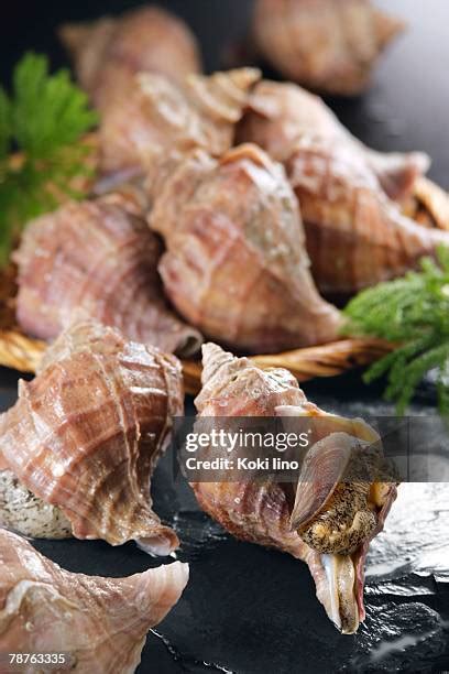 Image result for Conch Shell Food