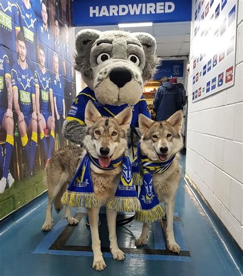 Image result for Real Wolves