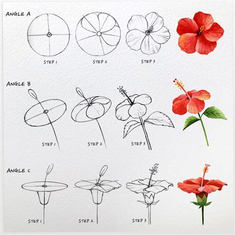 How To Draw Hibiscus Flowers For Beginners