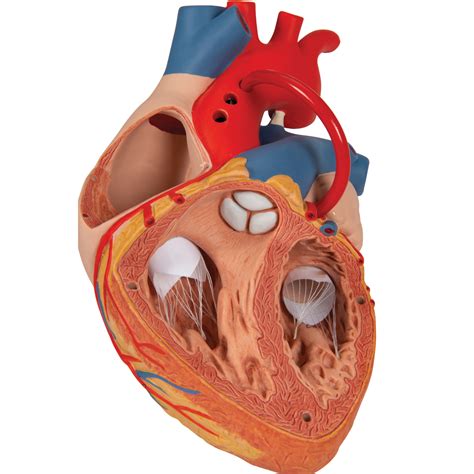 Anatomical Heart Model - Anatomy of the Heart - Heart with Bypass Model