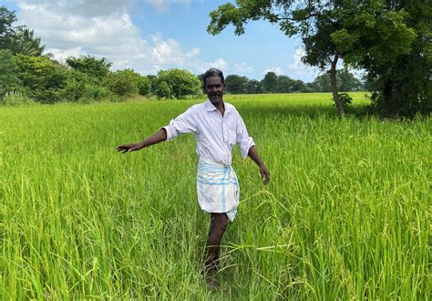 Sri Lanka Agriculture 的图像结果
