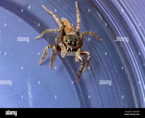 Adanson's House Jumping Spider of the species Hasarius adansoni Stock ...