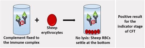 Image result for Lytic Complement Fixation