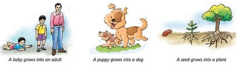 Olympiad Test Level 2: Living and Non-living Things- 1 Free MCQ ...