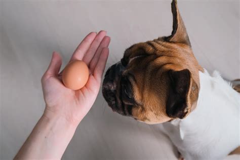Image result for Egg Shells for Dogs