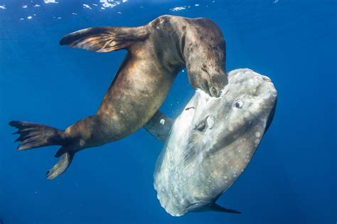 Holey Mola - bioGraphic