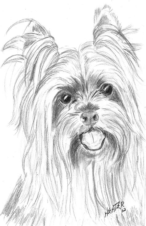 Yorkie Dog Face Drawing at Sophia Dadswell blog