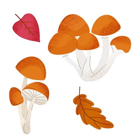 Page 7 | Boletus luteus Vectors - Download Free High-Quality Vectors ...