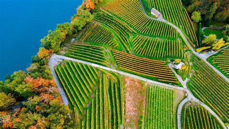 Vineyards on the lake Thun in the Bernese Oberland of Switzerland ...