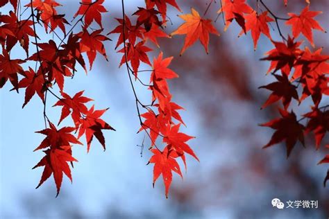 描写秋天红枫的诗词,关于秋天红枫的诗句,枫叶的诗句_大山谷图库