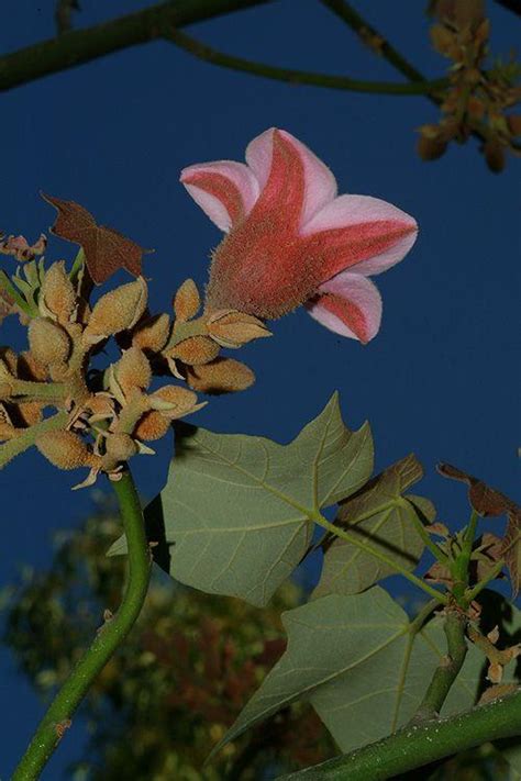Brachychiton discolor - ברכיכיטון דו-גוני, Scrub bottletree | The ...