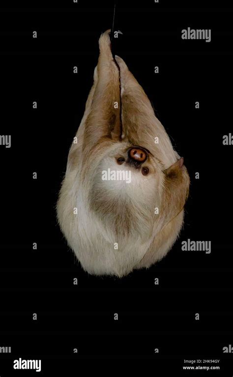 Image result for 3 Toed Sloth
