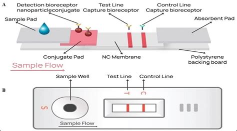 Development of a colloidal Gold nanoparticle-based lateral-flow assay ...