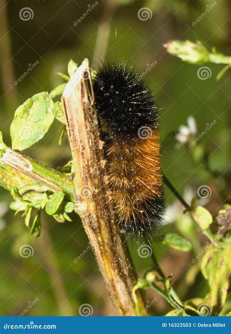 Woolly Bear Caterpillar Royalty-Free Stock Photography | CartoonDealer ...