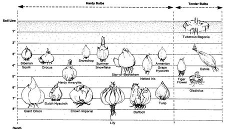 Image result for Bulb Planting Guide