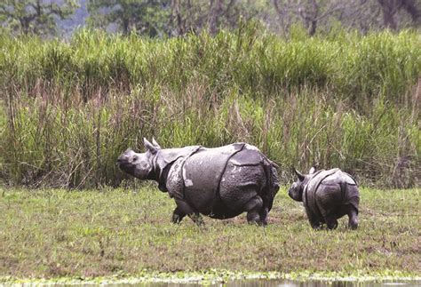 India and 4 allies target wildlife traffickers with Interpol’s help