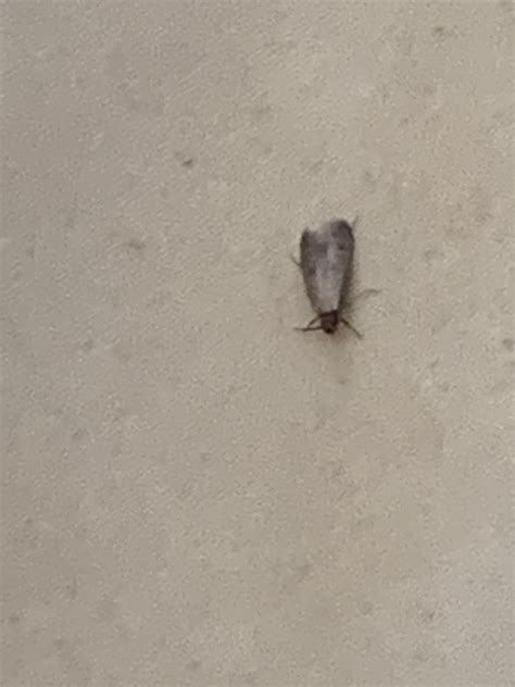 Image result for Flying Bug Identifier