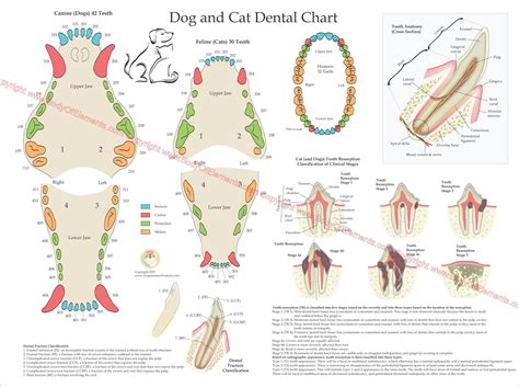 Cat Dental Chart