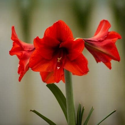 Buy Amaryllis bulbs: Delivery by Waitrose Garden