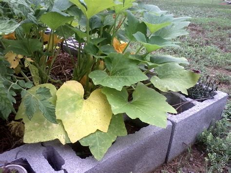 Reasons And Fixes For Yellow Squash Leaves | Gardening Know How