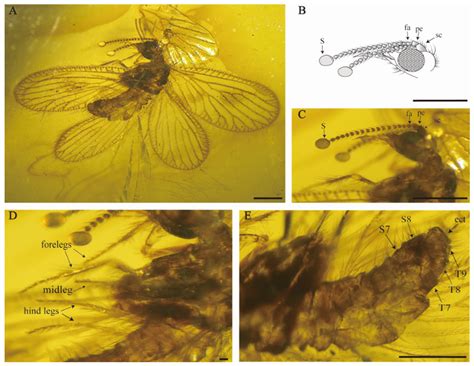 One New Genus and Four New Species of Beaded Lacewings (Neuroptera ...