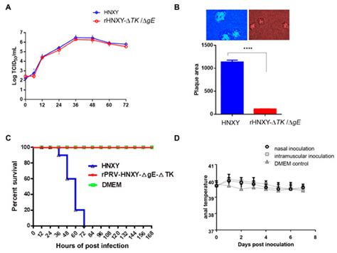 Isolation and Characterization of a Variant Psedorabies Virus HNXY and ...