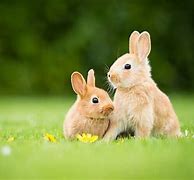 Image result for Spring Rabbit Come