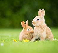 Image result for Spring Rabbit Blook