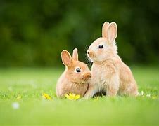 Image result for Picture of a Rabbit Carrying Flowers