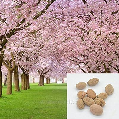 Buy Japanese Sakura Flowering Cherry Tree Seed - Prunus serrulata Seeds ...