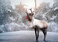 Real Reindeer Wallpaper by 5 Lessons From Rudolph The Nosed Reindeer Mamiverse Real Reindeer Wallpaper